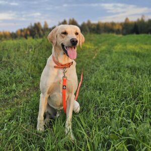 Nuoren noutajan arki ja noudot hallintaan -webinaari 22.3.2026